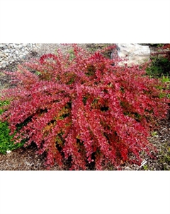 Саженец Барбарис Тунберга Ориндж Карпет, С2 горшок, Н10-50 высота, 1 шт. Поиск