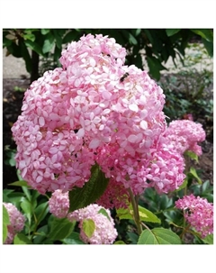 Саженец Гортензия метельчатая Пинк энд Роуз, С3 горшок, Н10-50 высота, 1 шт. Поиск
