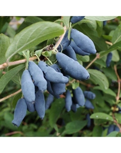 Саженец Жимолость съедобная Сибирячка, С2 горшок, Н20-40 высота, 1 шт. Поиск