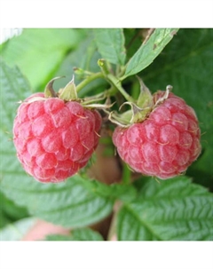 Саженец Малина Метеор, С2 горшок, Н20-40 высота, 1 шт., Лето 2025 Поиск