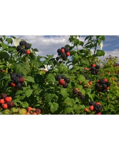 Саженец Малина черноплодные сорта Бристоль, С2 горшок, Н20-40 высота, 1 шт. Поиск