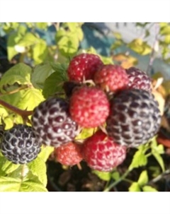 Саженец Малина черноплодные сорта Блэк Джуэл, С2 горшок, Н20-40 высота, 1 шт. Поиск