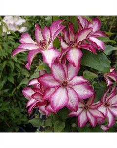 Саженец Клематис крупноцветковый Пикоти, С2 горшок, Н20-40 высота, 1 шт., Лето 2025 Поиск