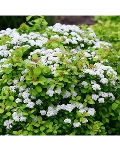 Саженец Спирея березолистная Тор, С2 горшок, Н10-50 высота, 1 шт. Поиск