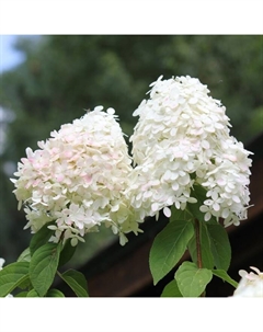 Саженец Гортензия метельчатая Литтл Блоссом, С3 горшок, Н10-50 высота, 1 шт. Поиск