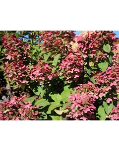 Саженец Гортензия метельчатая Мэджикал Файр, С3 горшок, Н10-50 высота, 1 шт. Поиск