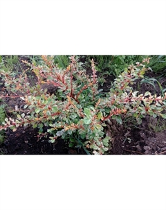 Саженец Барбарис Тунберга «Наташа», С2 горшок, Н10-50 высота, 1 шт. Поиск