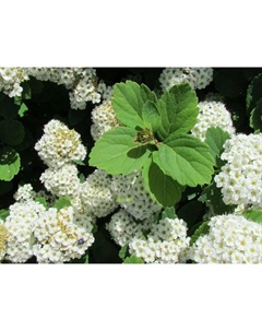 Саженец Спирея березолистная Айслэнд, С2 горшок, Н10-50 высота, 1 шт. Поиск