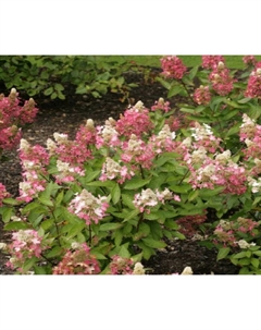 Саженец Гортензия метельчатая Мэджикал Везувио, С3 горшок, Н10-50 высота, 1 шт. Поиск