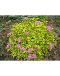 Саженец Спирея японская Манон, С2 горшок, Н10-50 высота, 1 шт., Лето 2025 Поиск