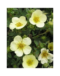 Саженец Лапчатка кустарниковая «Примроуз Бьюти», С2 горшок, Н10-50 высота, 1 шт., Лето 2025 Поиск