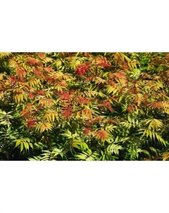 Саженец Рябинник рябинолистный Пинк Хопи, С3 горшок, Н10-50 высота, 1 шт. Поиск