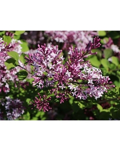 Саженец Сирень Мейера Палибин, С2 горшок, Н10-50 высота, 1 шт. Поиск