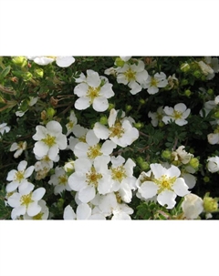 Саженец Лапчатка кустарниковая Маунт Эверест, С2 горшок, Н10-50 высота, 1 шт. Поиск