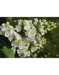 Саженец Сирень обыкновенная Рочестер, С3 горшок, Н10-50 высота, 1 шт. Поиск