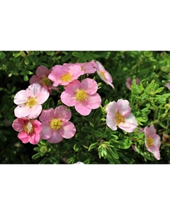 Саженец Лапчатка кустарниковая «Ловели Пинк», С3 горшок, Н10-50 высота, 1 шт., Лето 2025 Поиск