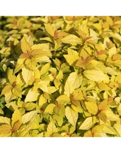 Саженец Спирея японская «Зен Спирит Голд», С2 горшок, Н10-50 высота, 1 шт., Лето 2025 Поиск