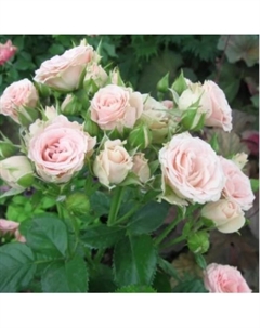 Саженец Роза спрей Лидия, C3.5 горшок, Н15-25 высота, 1 шт. Поиск