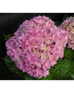 Саженец Гортензия крупнолистовая Ю Энд Ми Перфекшн, С3 горшок, Н10-50 высота, 1 шт. Поиск