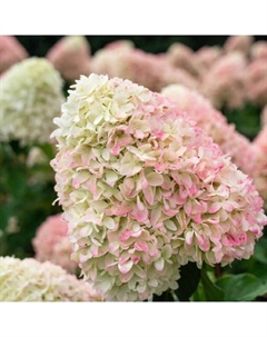 Саженец Гортензия метельчатая Саммэ Лав, С3 горшок, Н10-50 высота, 1 шт. Поиск