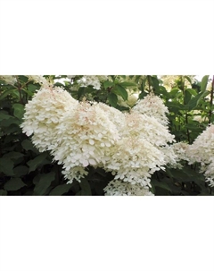 Саженец Гортензия метельчатая Роял Флауэ, С3 горшок, Н10-50 высота, 1 шт. Поиск