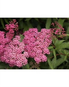 Саженец Спирея японская Фробели, С2 горшок, Н10-50 высота, 1 шт., Лето 2025 Поиск