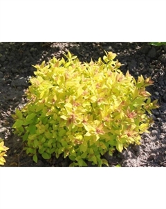 Саженец Спирея японская Голден Карпет, С2 горшок, Н10-50 высота, 1 шт. Поиск