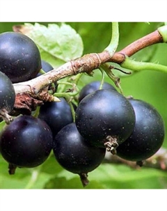 Саженец Смородина черная Геркулес, С2 горшок, Н20-40 высота, 1 шт. Поиск