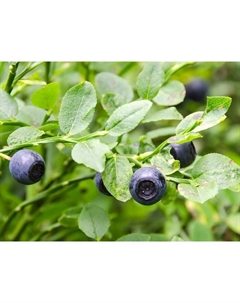 Саженец Черника обыкновенная, С2 горшок, Н15-35 высота, 1 шт. Поиск