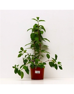 Саженец Гортензия метельчатая Пинки Промис, С3 горшок, Н10-50 высота, 1 шт. Поиск