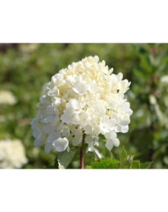 Саженец Гортензия метельчатая Бомбшелл, С3 горшок, Н10-50 высота, 1 шт. Поиск