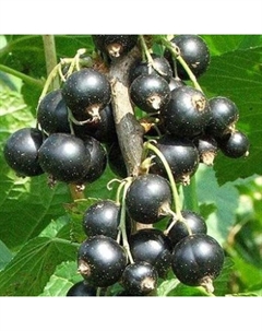 Саженец Смородина черная Фортуна, С2 горшок, Н20-40 высота, 1 шт. Поиск