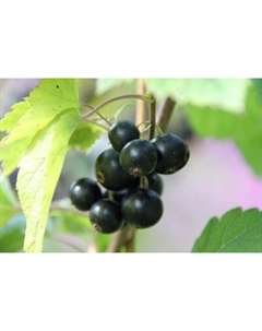 Саженец Смородина черная Нара, С2 горшок, Н20-40 высота, 1 шт. Поиск