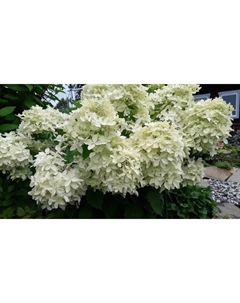 Саженец Гортензия метельчатая Дентель Де Горрон, С3 горшок, Н10-50 высота, 1 шт. Поиск