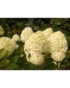 Саженец Гортензия метельчатая Коттон Крим, С3 горшок, Н10-50 высота, 1 шт. Поиск