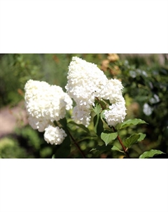 Саженец Гортензия метельчатая Мэджикал Свит Саммэ, С3 горшок, Н10-50 высота, 1 шт. Поиск