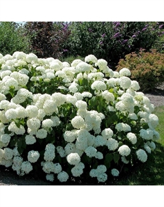 Саженец Гортензия древовидная Анабель, С3 горшок, Н10-50 высота, 1 шт. Поиск