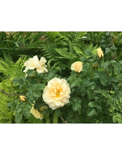 Саженец Роза канадская парковая Ж.П.Коннел, морозостойкая, C3.5 горшок, Н25-45 высота, 1 шт. Поиск