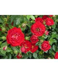 Саженец Роза почвопокровная Ред Фэйри, C3.5 горшок, Н15-25 высота, 1 шт. Поиск