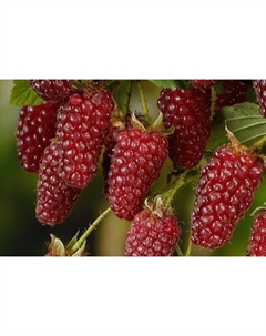 Саженец Ежемалина Тейбери, С2 горшок, Н20-40 высота, 1 шт. Поиск