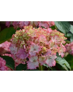 Саженец Гортензия крупнолистовая Со Лонг Санни, С3 горшок, Н10-50 высота, 1 шт., Лето 2025 Поиск