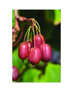 Саженец Актинидия аргута Женева, С2 горшок, Н15-35 высота, 1 шт. Поиск