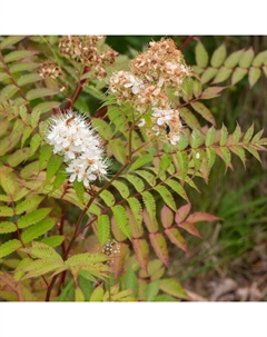 Саженец Рябинник рябинолистный Сэм, С3 горшок, Н10-50 высота, 1 шт. Поиск