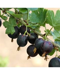 Саженец Крыжовник Владил, С2 горшок, Н20-40 высота, 1 шт., Лето 2025 Поиск