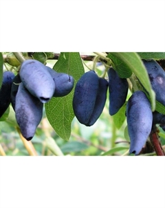 Саженец Жимолость съедобная Мальвина, С2 горшок, Н20-40 высота, 1 шт. Поиск