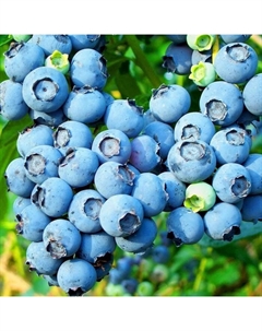 Саженец Голубика высокорослая Голдтраубе 71, С2 горшок, Н20-40 высота, 1 шт. Поиск