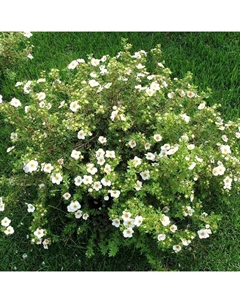 Саженец Лапчатка кустарниковая Эбботсвуд, С2 горшок, Н10-50 высота, 1 шт. Поиск