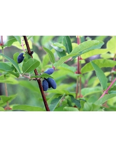 Саженец Жимолость съедобная Волхова, С2 горшок, Н20-40 высота, 1 шт. Поиск