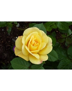 Саженец Роза флорибунда Артур Белл, C3.5 горшок, Н25-45 высота, 1 шт. Поиск