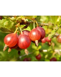 Саженец Крыжовник «Яркий», С2 горшок, Н20-40 высота, 1 шт., Лето 2025 Поиск